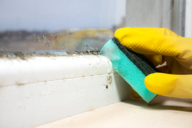 Mold Removal Process in Fraser, CO